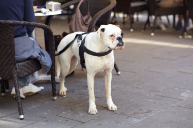 beyaz köpek