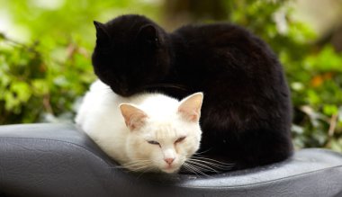 Black and white cats clipart