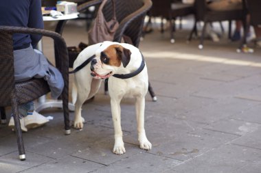 beyaz köpek