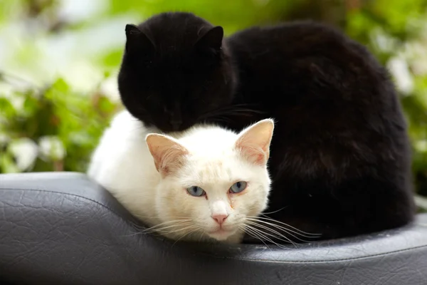 Zwart-witte katten — Stockfoto
