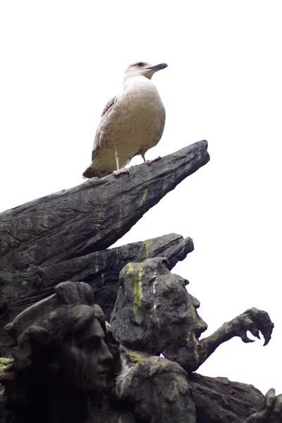 Seagull on statue — Stock Photo, Image