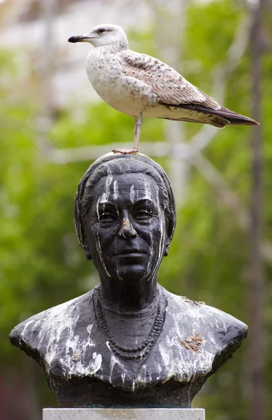 Seagull op standbeeld — Stockfoto
