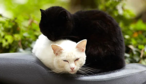 Фото Черных Белых Кошек