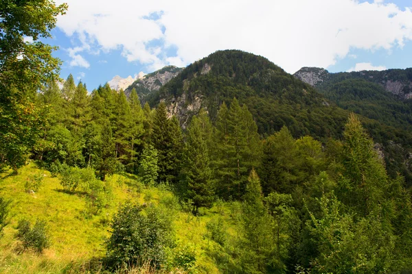 Bosque, Julián Alpes eslovenos — Foto de Stock