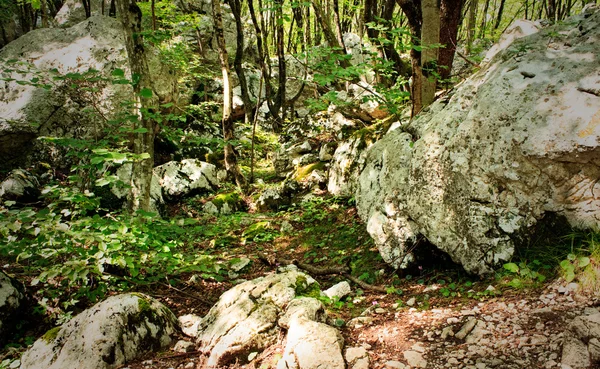 Floresta, Alpes Julian eslovenos — Fotografia de Stock