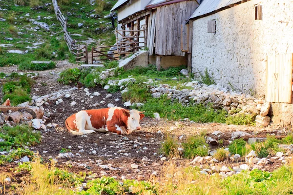 Vaca en la granja — Foto de Stock