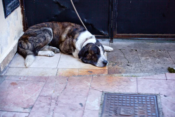 Hond op straat — Stockfoto