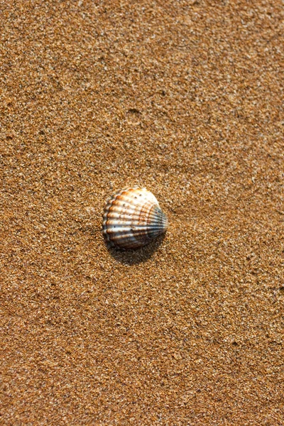 Concha en la playa — Foto de Stock