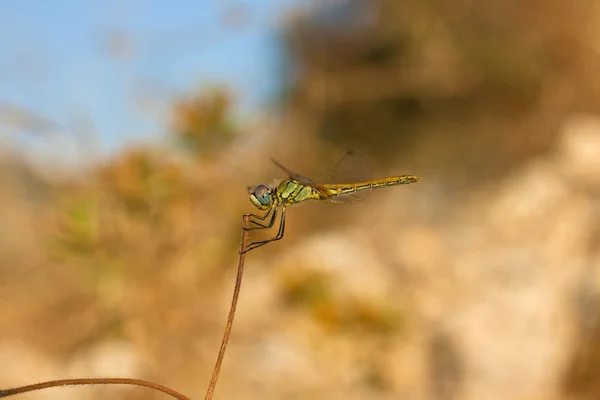 Libelle — Stockfoto