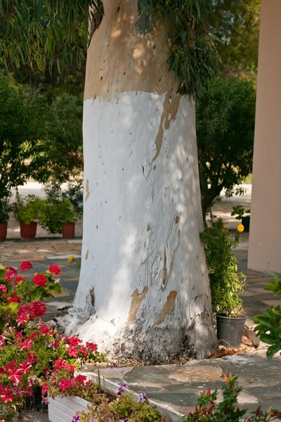 White tree — Stock Photo, Image