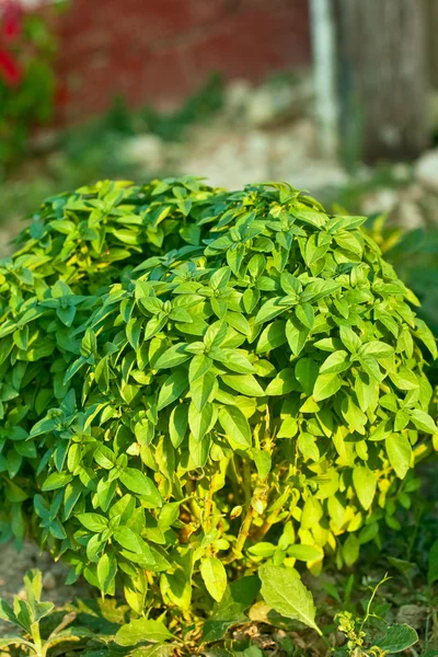 バジルの植物 — ストック写真