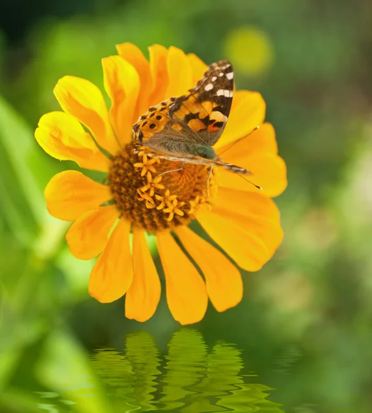 Бабочка на оранжевом цветке — стоковое фото