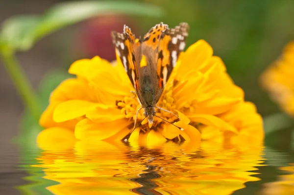 Vlinder aan een oranje bloem — Stockfoto