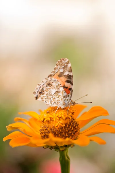 Mariposa sobre una flor naranja — Foto de Stock