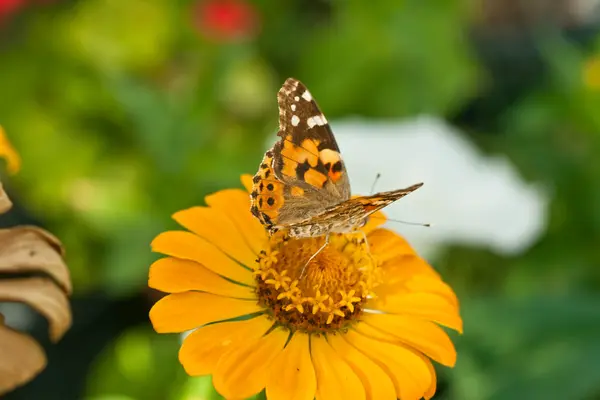 Motýl na oranžový květ — Stock fotografie