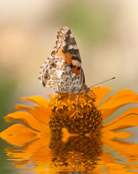 Метелик на помаранчевій квітці — стокове фото