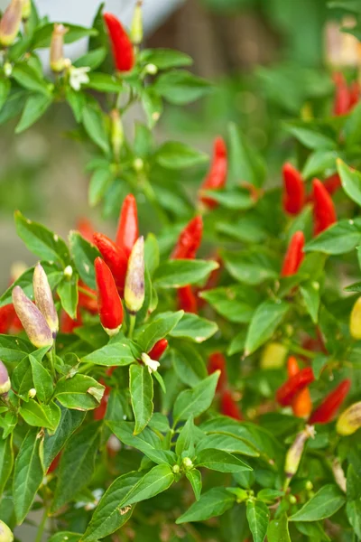 stock image Red flower