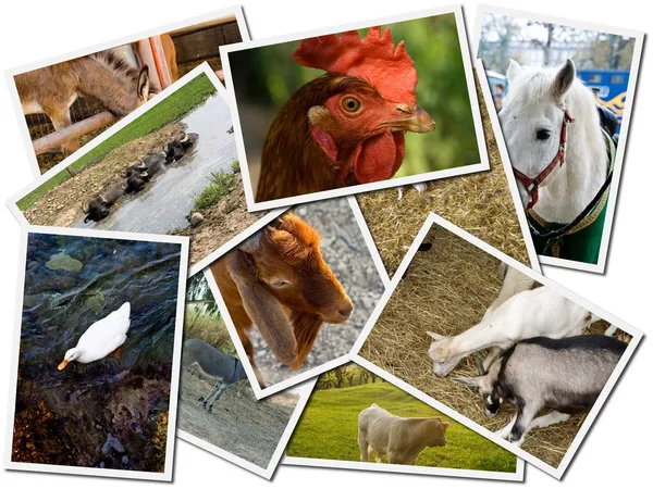 Postales de granja animal — Foto de Stock