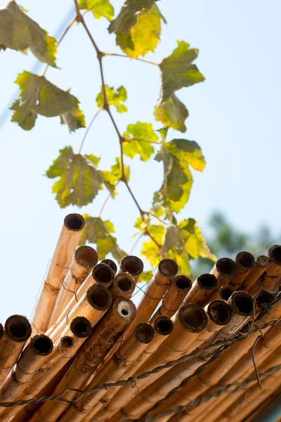 Wijnbladeren en bamboe scheuten — Stockfoto