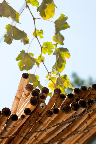 Stock image Vine leaves and bamboo shoots