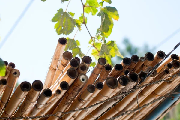 Листья винограда и бамбуковые побеги — стоковое фото