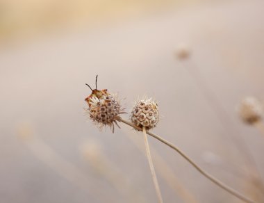 Bug on flower