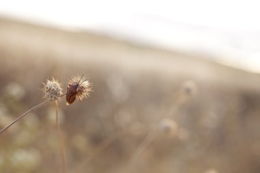 Bug on flower