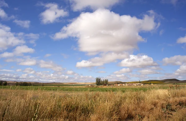 In veld — Stockfoto