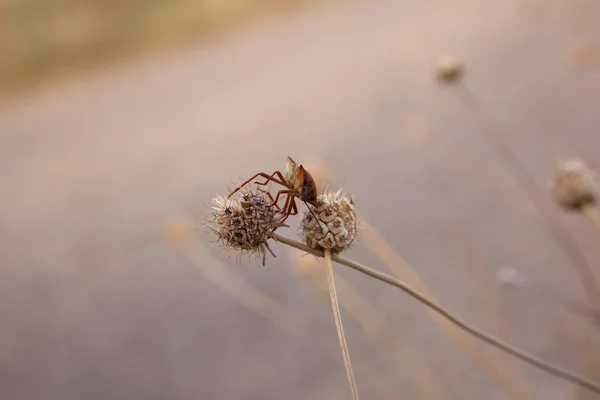 在花上的 bug — 图库照片