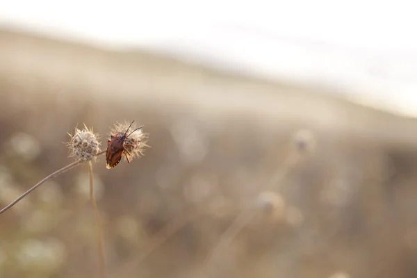 Bug auf Blume — Stockfoto