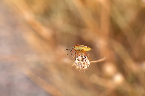 Bug on flower — Stockfoto