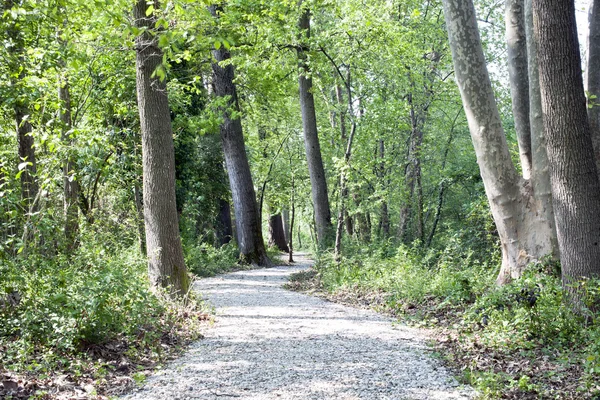 Stock image Trees