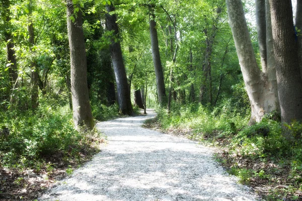 stock image Trees