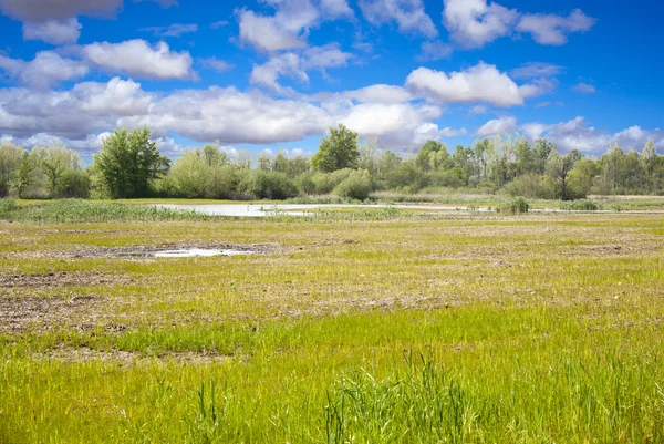 stock image Biotope, resurgences of Flambro