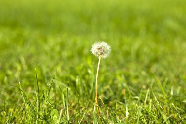 karahindiba çimenlerin üzerinde