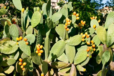 Prickly pear plants clipart