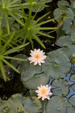 Nymphaea , Water Lilly clipart