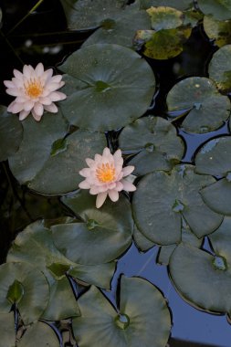 Nymphaea, su lilly