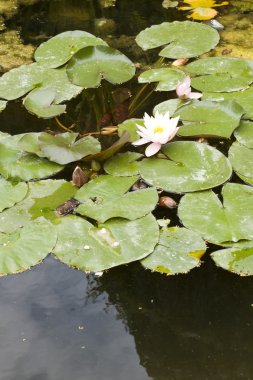 Nymphaea, su lilly