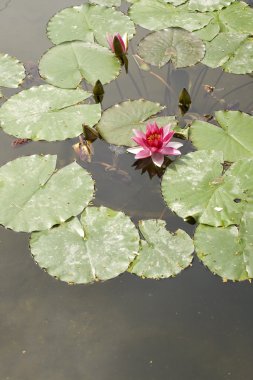 Nymphaea, su lilly