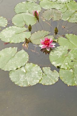 Nymphaea, su lilly