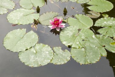 Nymphaea, su lilly