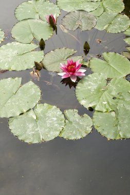 Nymphaea, su lilly