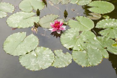 Nymphaea, su lilly