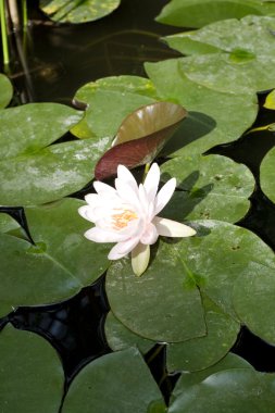 Nymphaea, su lilly