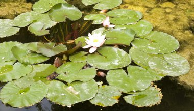 Nymphaea, su lilly