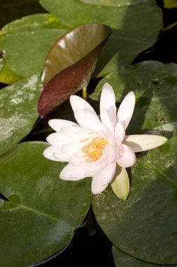 Nymphaea, su lilly