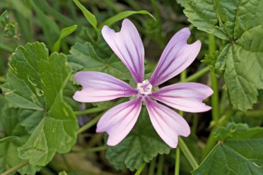 Malva sylvestris