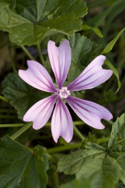 Malva sylvestris