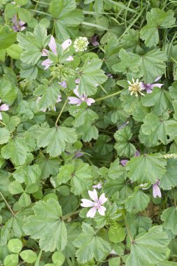 Malva sylvestris